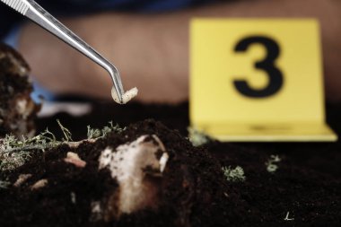 Olay yerine polis entomolog tarafından üzerinde sinek larvası, aç şunu