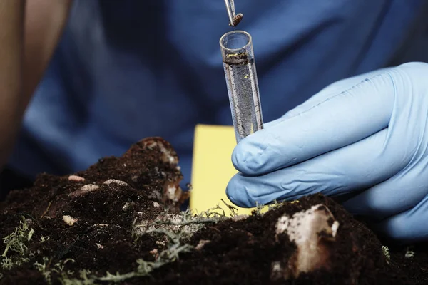 Packaging of fly pupa on crime scene by forensic entomologist — Stock Photo, Image