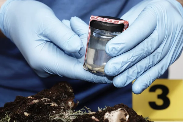 Verpackung der Fliegenlarve im Glas am Tatort durch den Gerichtsmediziner — Stockfoto