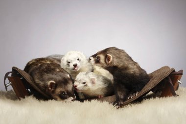 Güzel bir grup Studio Divan yaban gelinciği