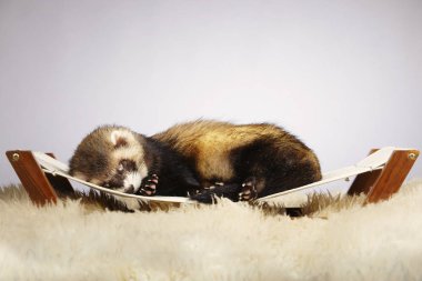 Güzel uyku ferret Studio Divan