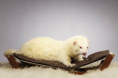 Güzel albino ferret Studio Divan