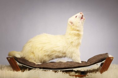 Güzel albino ferret Studio Divan