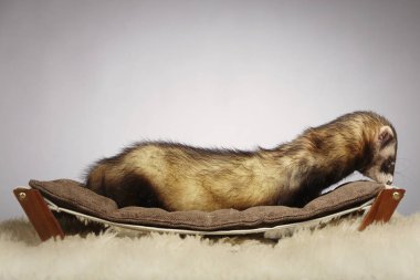 Standart renk ne kadar güzel ferret Studio Divan