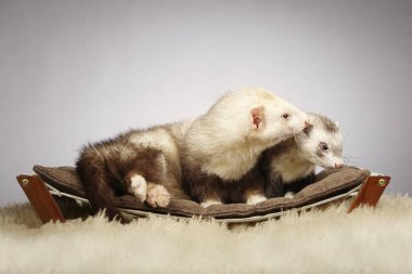 Yaban gelinciği Studio Divan güzel Çift