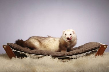 Güzel şampanya ferret Studio Divan