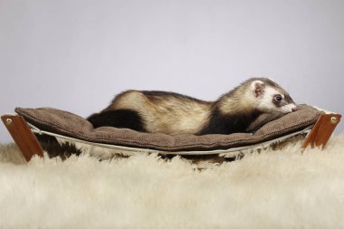 Divan Studio'da güzel yaban gelinciği