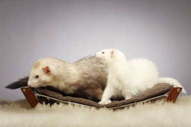 Birkaç yaban gelinciği Studio Divan