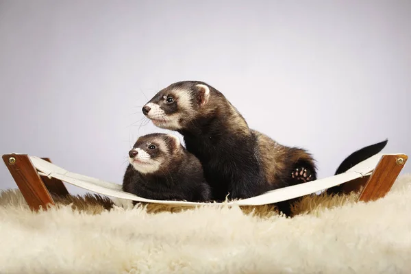 Nice couple of ferrets in studio on sofa — Stock Photo, Image
