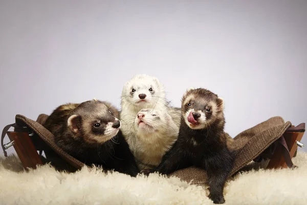 Joli groupe de furets en studio sur canapé — Photo