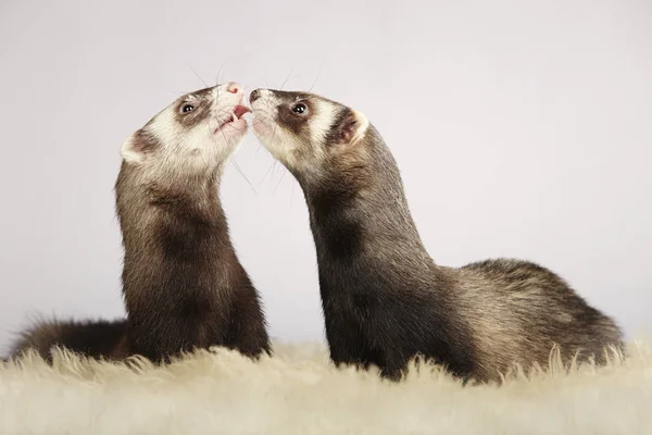 Nice couple of ferrets in studio on fur — Stock Photo, Image