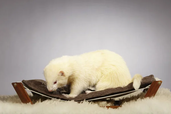 Nice albino horret in studio on sofa — стоковое фото
