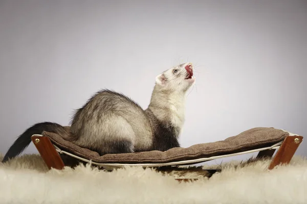 Joli furet argenté en studio sur canapé — Photo