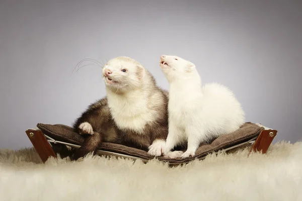 Lovely couple of ferrets in studio on sofa — Stock Photo, Image