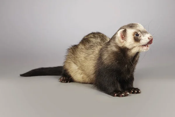 Nice standard color ferret in studio on gray background — Stock Photo, Image