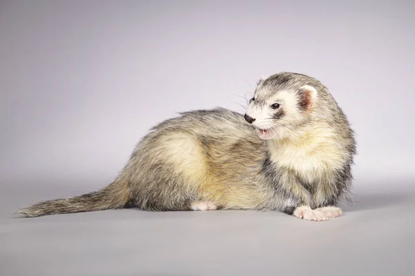 Silver ferret in studio on gray background — Stock Photo, Image