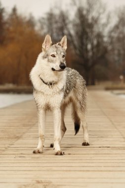 Zeki genç wofdog erkek kış ahşap iskele üzerinde poz