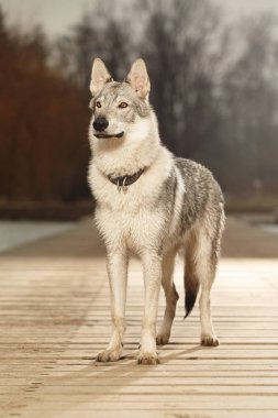 Kış Park iskelede kalıyorum zeki genç wofdog erkek