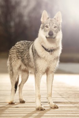 Zeki genç wofdog erkek kış Park iskelede