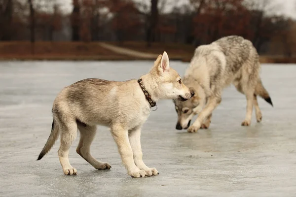 Little wofdogpuppy male on frozen lake with older friend