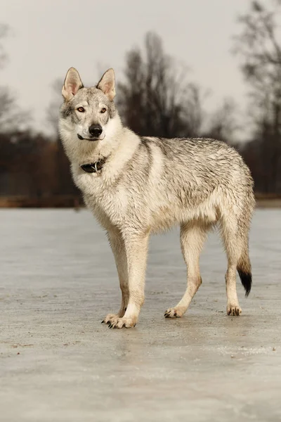 Lindo joven wofdog macho en el lago congelado — Foto de Stock