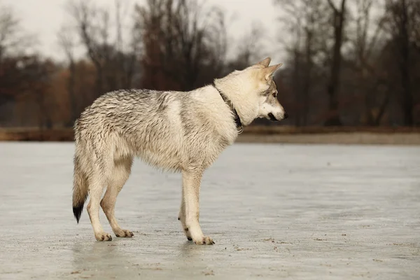 Mooie jonge wofdog mannetje op bevroren meer — Stockfoto