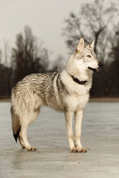 Attentive clever young wofdog male on frozen lake — Stock Photo, Image