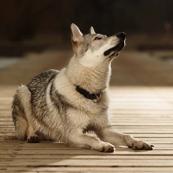 Looking clever young wofdog male on wooden pier — Stock Photo, Image