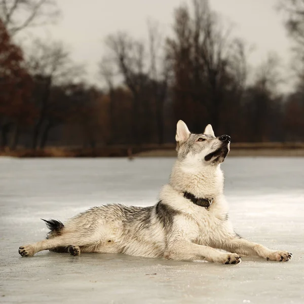 Slimme jonge wofdog mannetje zittend op bevroren meer — Stockfoto