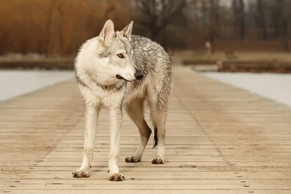 Portret van slimme jonge wofdog mannelijke op houten pier — Stockfoto