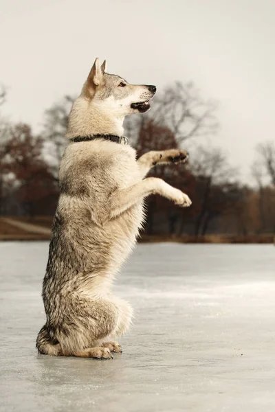 Mendigando inteligente wofdog joven macho en el lago congelado — Foto de Stock