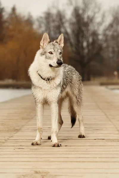 Posing clever young wofdog male on winter wooden pier — Stock Photo, Image