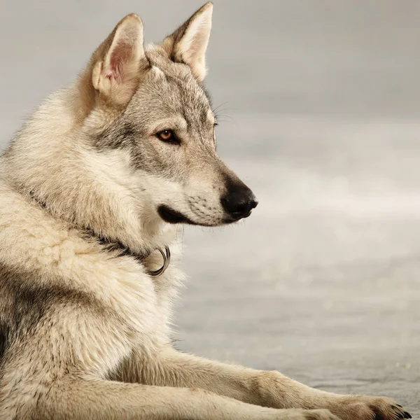 Rosto de inteligente jovem wofdog macho no lago congelado — Fotografia de Stock