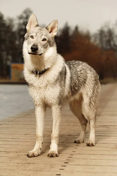 Retrato de macho wofdog joven inteligente en muelle de madera — Foto de Stock