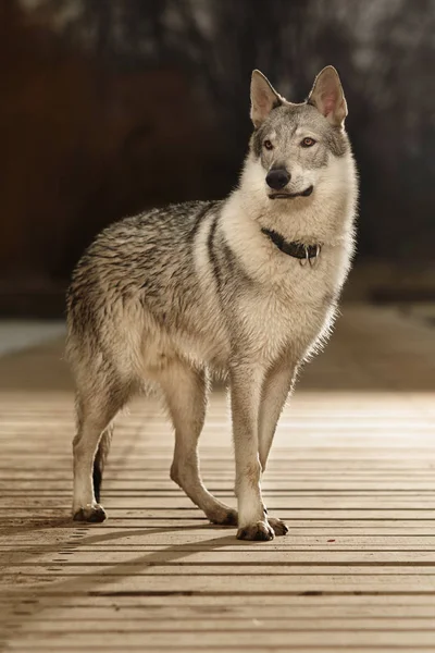 Portrait of attentive young wofdog male on wooden pier — Stock Photo, Image