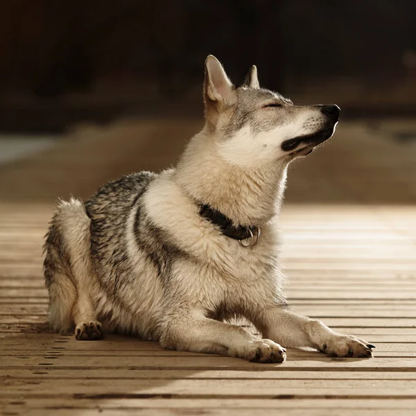 Bonito inteligente jovem wofdog macho no cais de madeira — Fotografia de Stock
