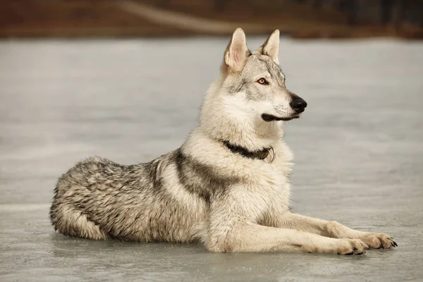 Portrait of clever young wofdog male on frozen lake — Stock Photo, Image