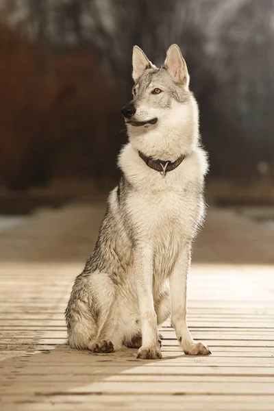 Retrato de un joven perro lobo sentado en el muelle en el parque de invierno — Foto de Stock