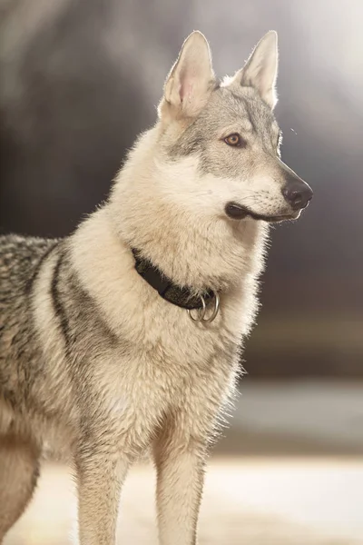 Portret van slimme jonge wofdog mannelijke op pier in winter park — Stockfoto