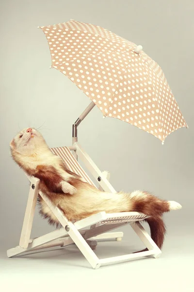 Precioso hurón champán macho en silla de playa en el estudio — Foto de Stock