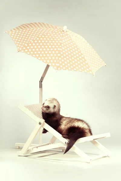 Nice furão fêmea na cadeira de praia em estúdio — Fotografia de Stock