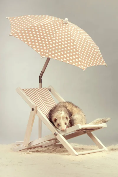 Niza otro patrón hurón hembra en silla de playa —  Fotos de Stock
