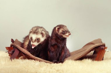 Divan Studio iki karanlık yaban gelinciği