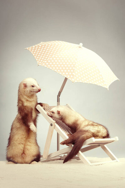 Two lovely ferrets on beach chair