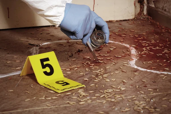 Enteromólogo de la policía recogiendo muestras de larva de mosca en la escena del crimen — Foto de Stock