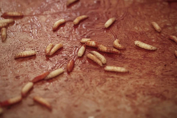Lieu du crime violent couvert de larves de mouches après le ramassage de la victime — Photo