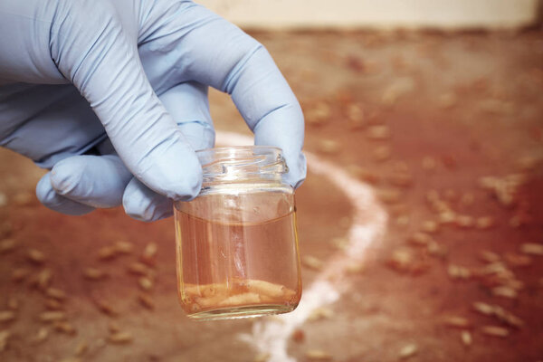 Энтомолог полиции собирает образцы личинки мухи на месте преступления
