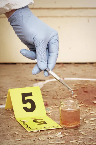 Entomologista da polícia coleta amostras de larva de mosca no local do crime — Fotografia de Stock