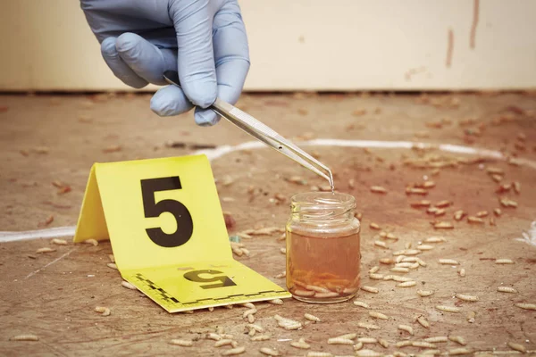 Enteromólogo de la policía recogiendo muestras de larva de mosca en la escena del crimen — Foto de Stock