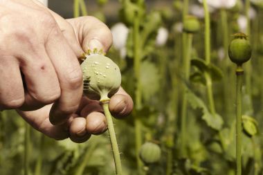 Kesme haşhaş detayını başkanları ham afyon hasat için kitle